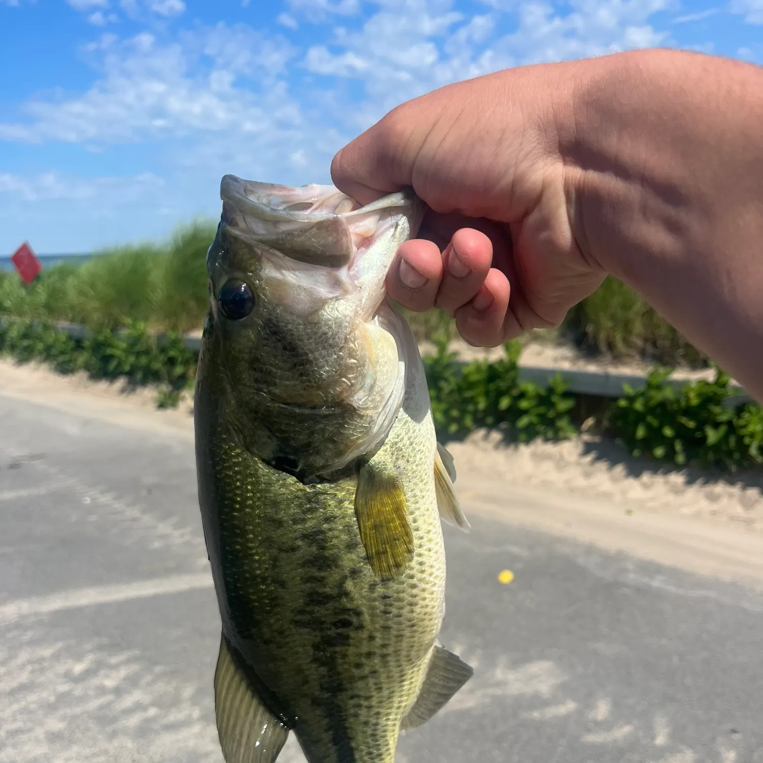 catch