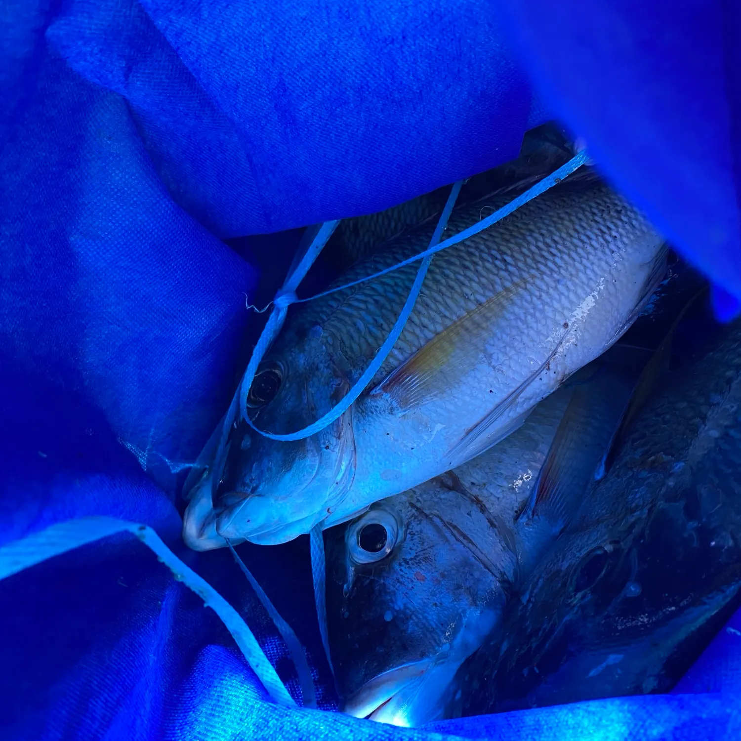 Fish caught on Fishbrain