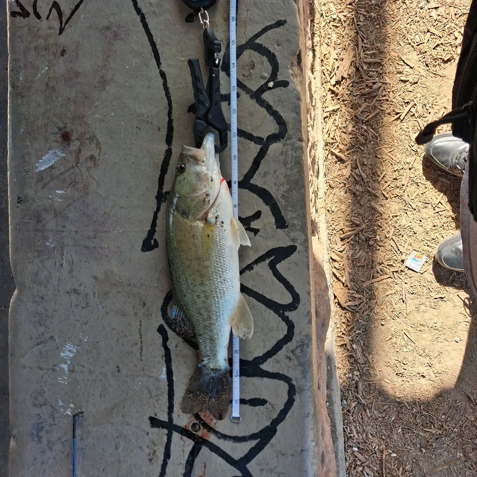 Largemouth bass caught on Fishbrain