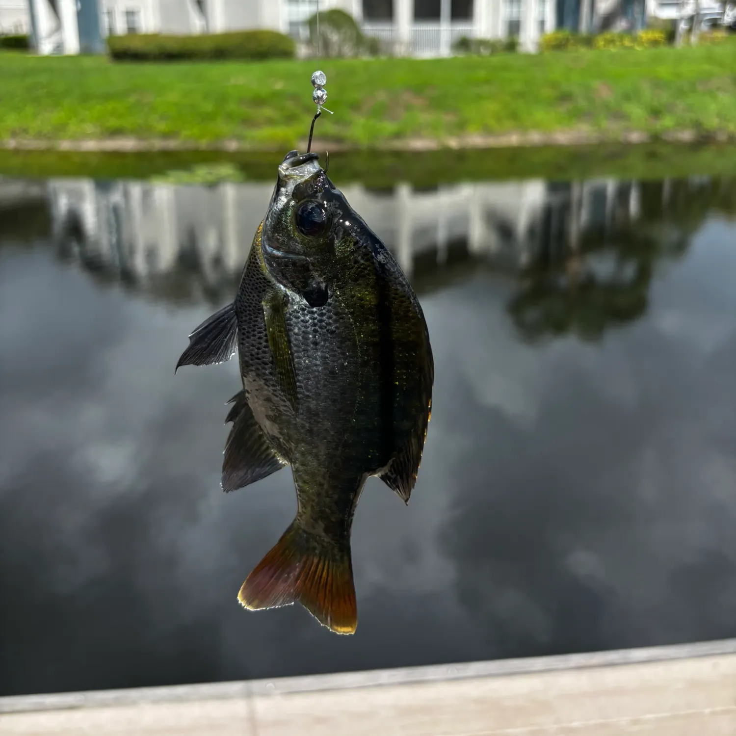 Bluegill caught on Fishbrain