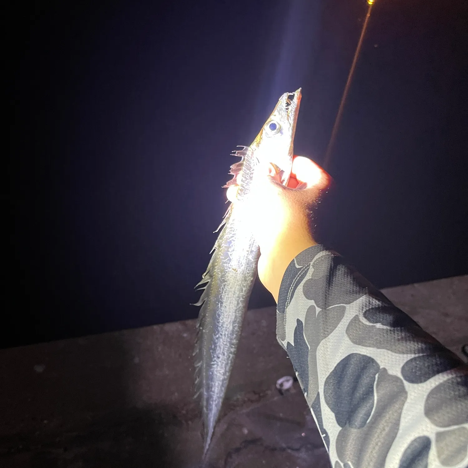 The most recent Atlantic cutlassfish catches on Fishbrain