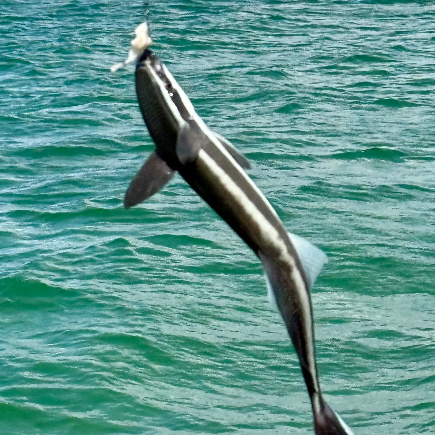 The most recent Live sharksucker catches on Fishbrain