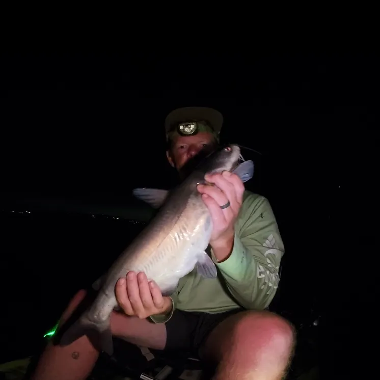Blue catfish caught on Fishbrain