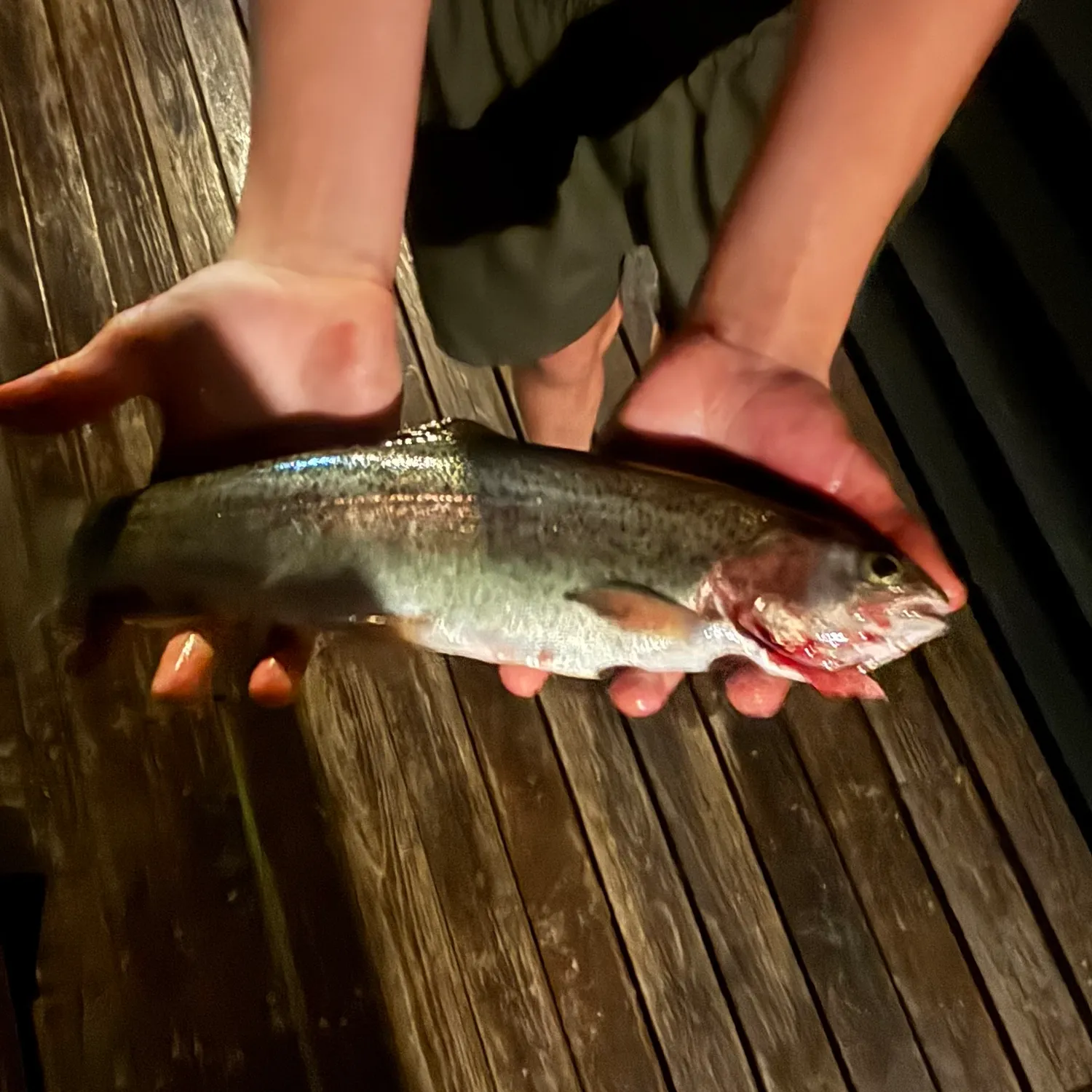 Rainbow trout caught on Fishbrain