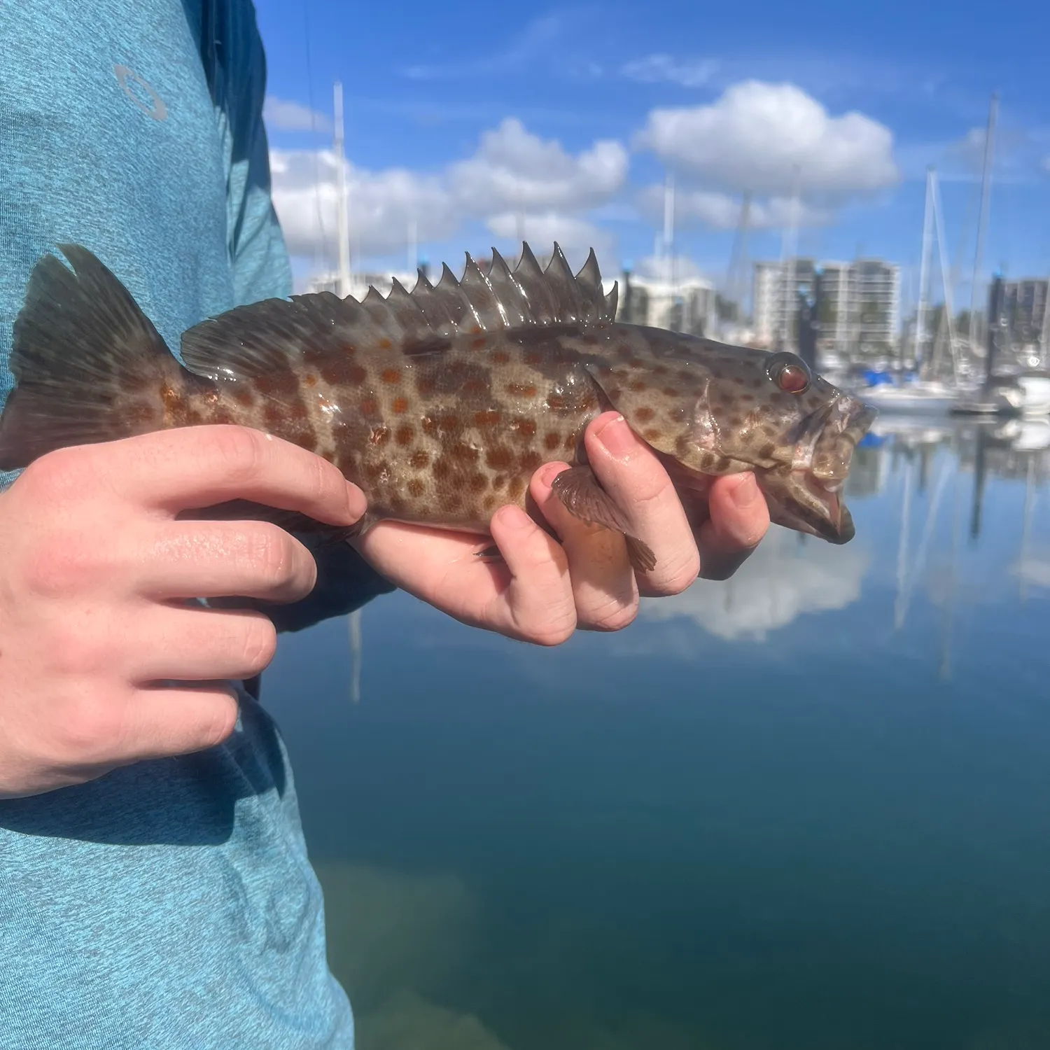The most recent Malabar grouper catches on Fishbrain