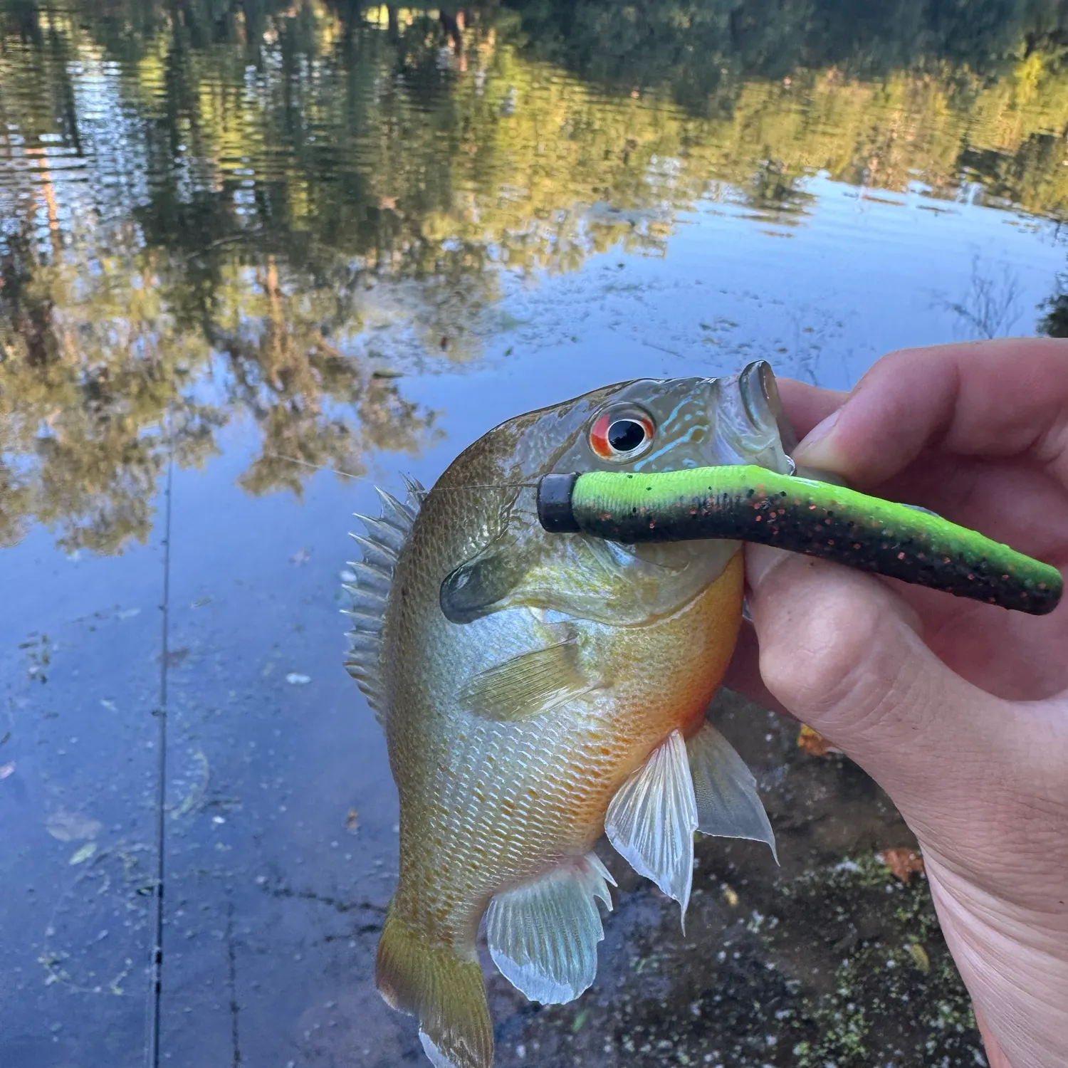 Redbreast sunfish caught on Fishbrain
