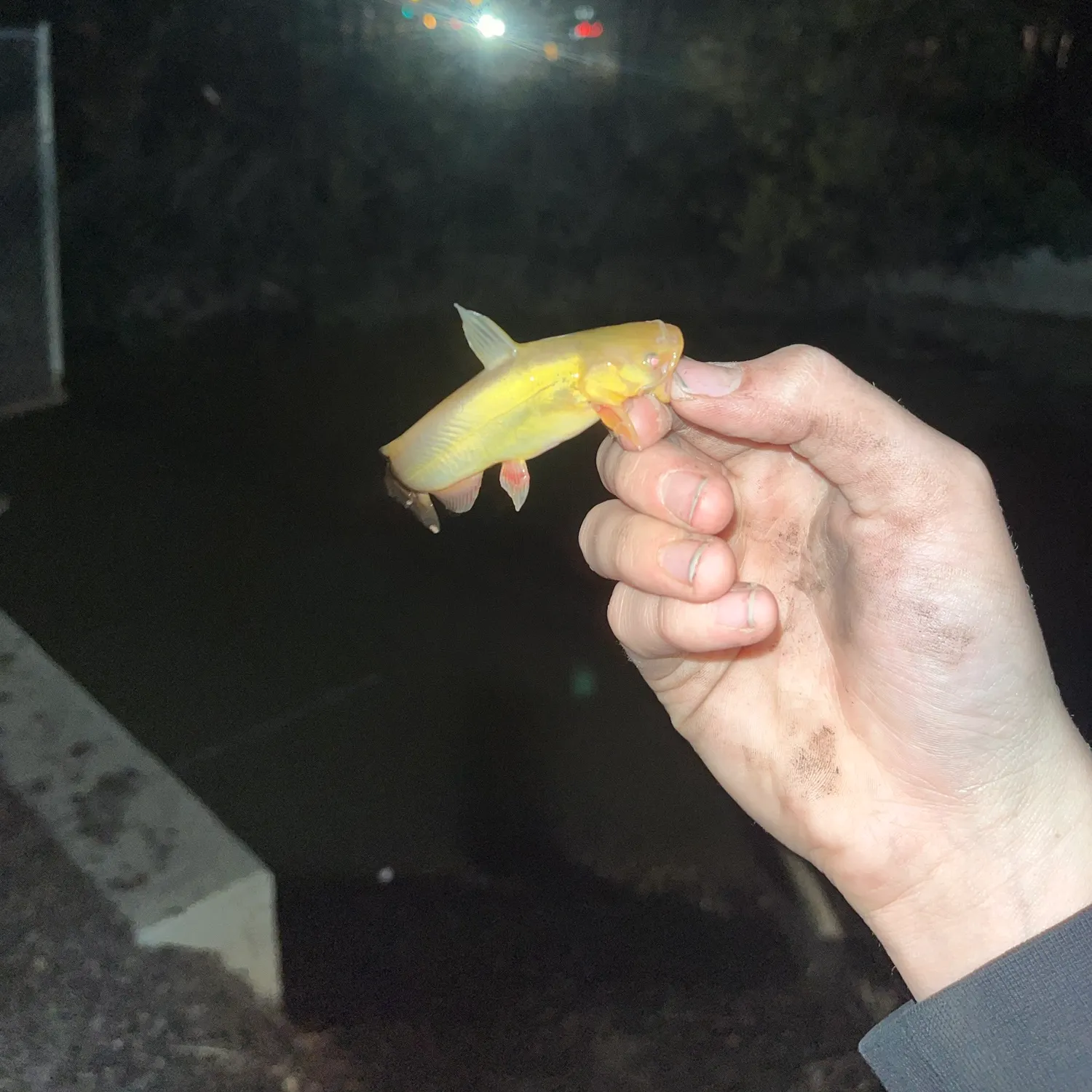 Yellow bullhead caught on Fishbrain