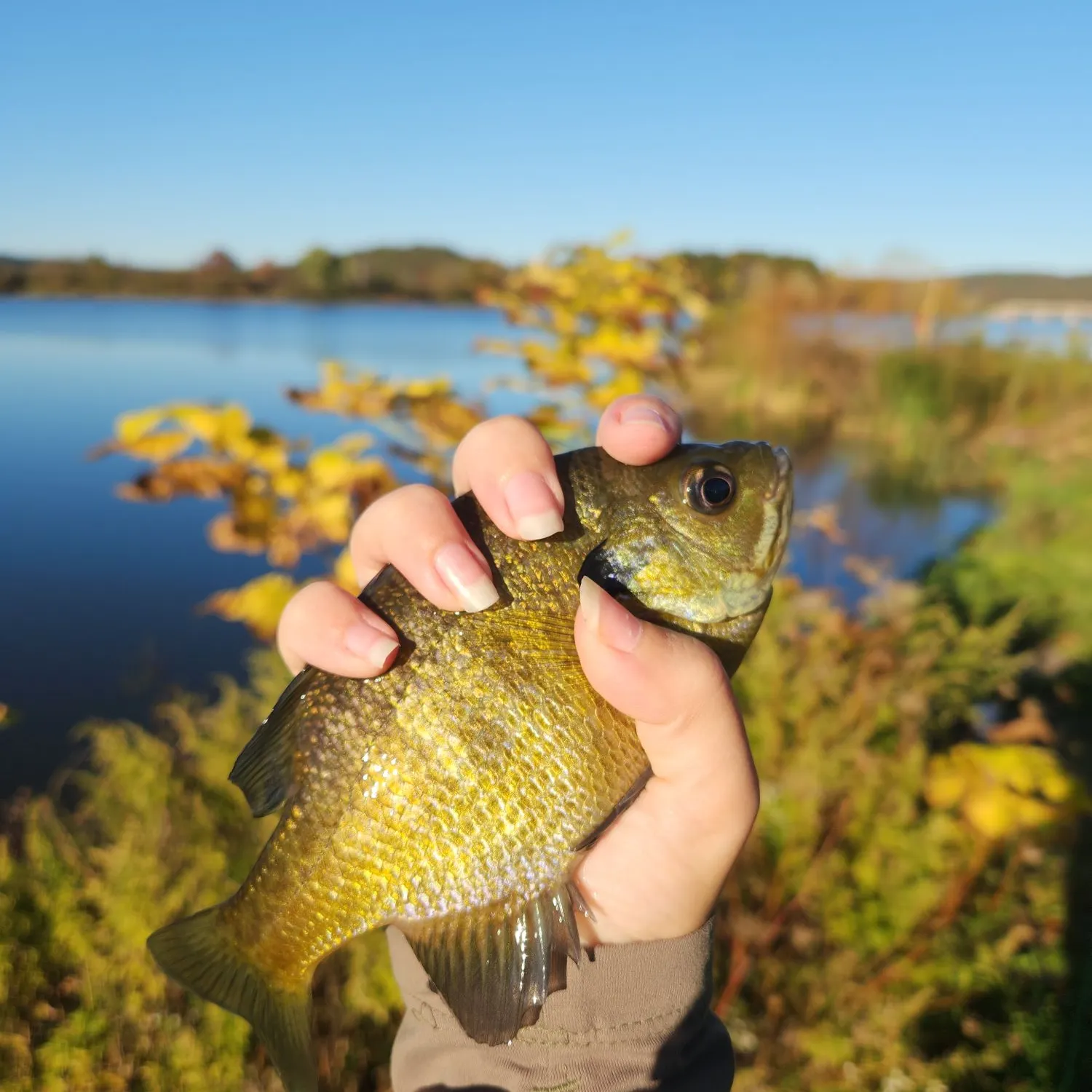 Bluegill caught on Fishbrain