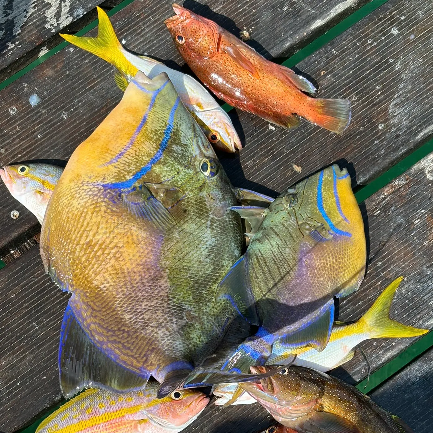 The most recent Grey triggerfish catches on Fishbrain