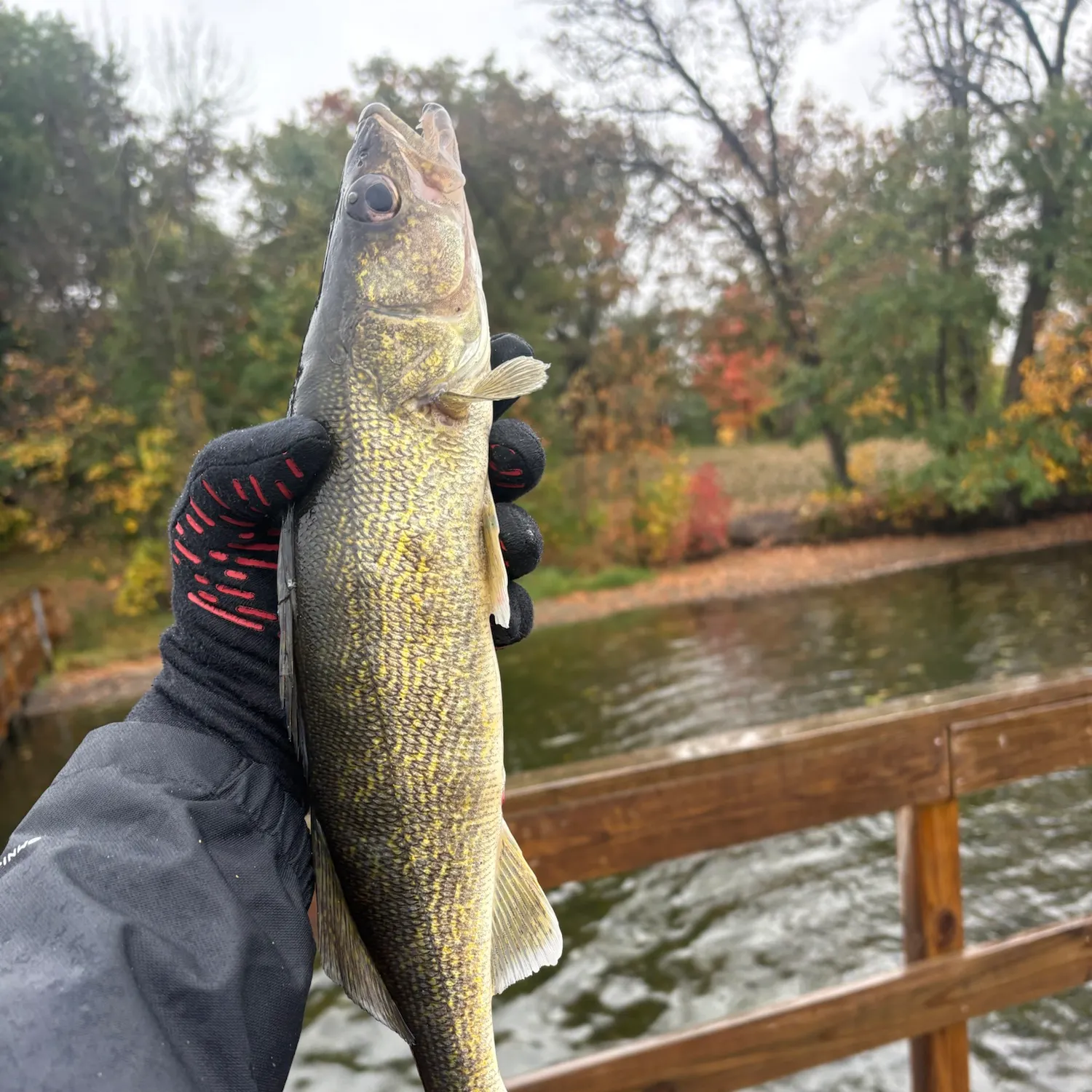 Walleye caught on Fishbrain
