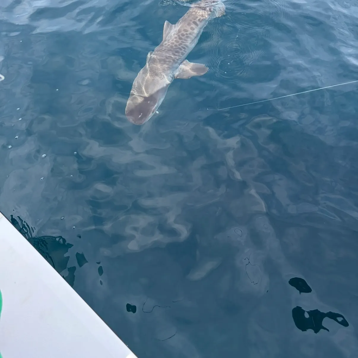 The most recent Tiger shark catches on Fishbrain