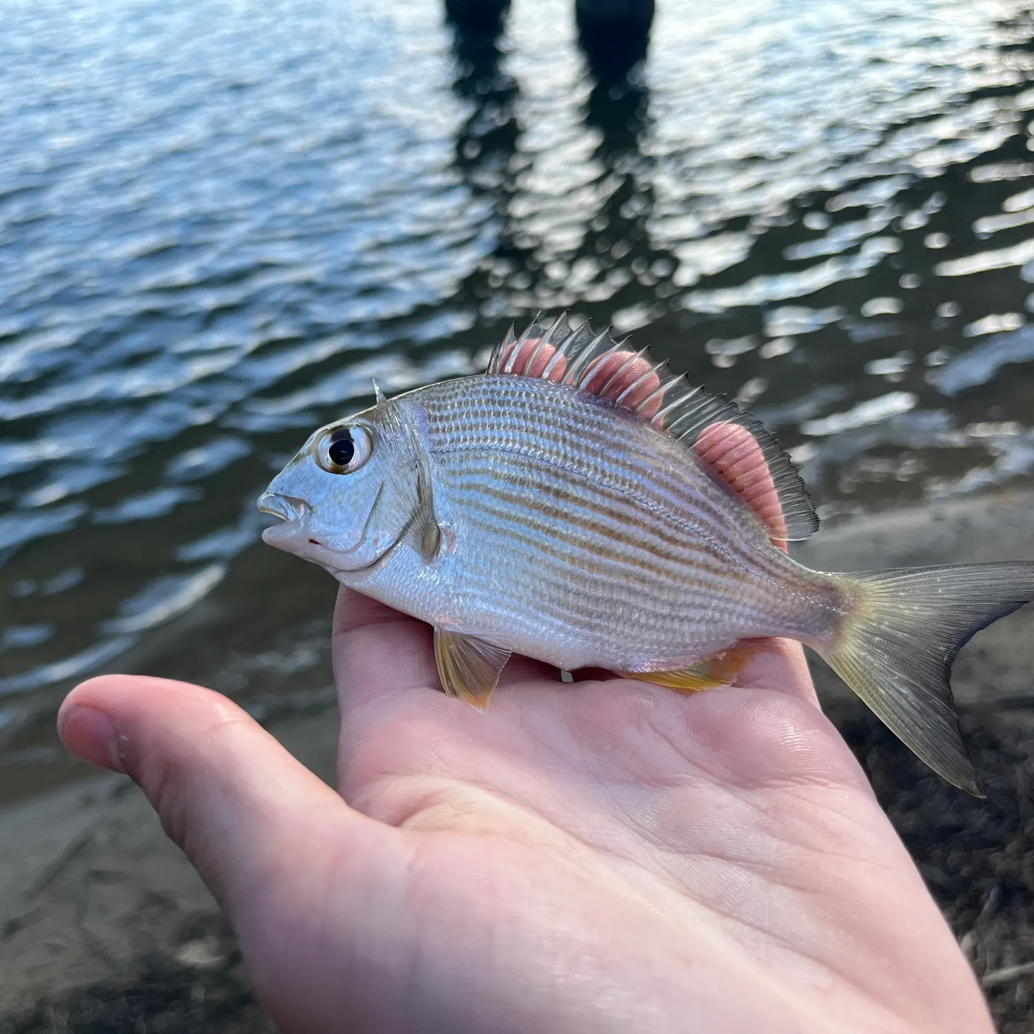The most recent Goldlined seabream catches on Fishbrain