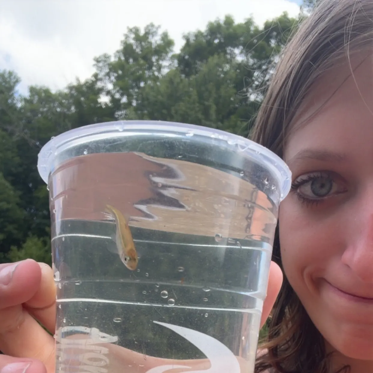 The most recent Brassy minnow catches on Fishbrain