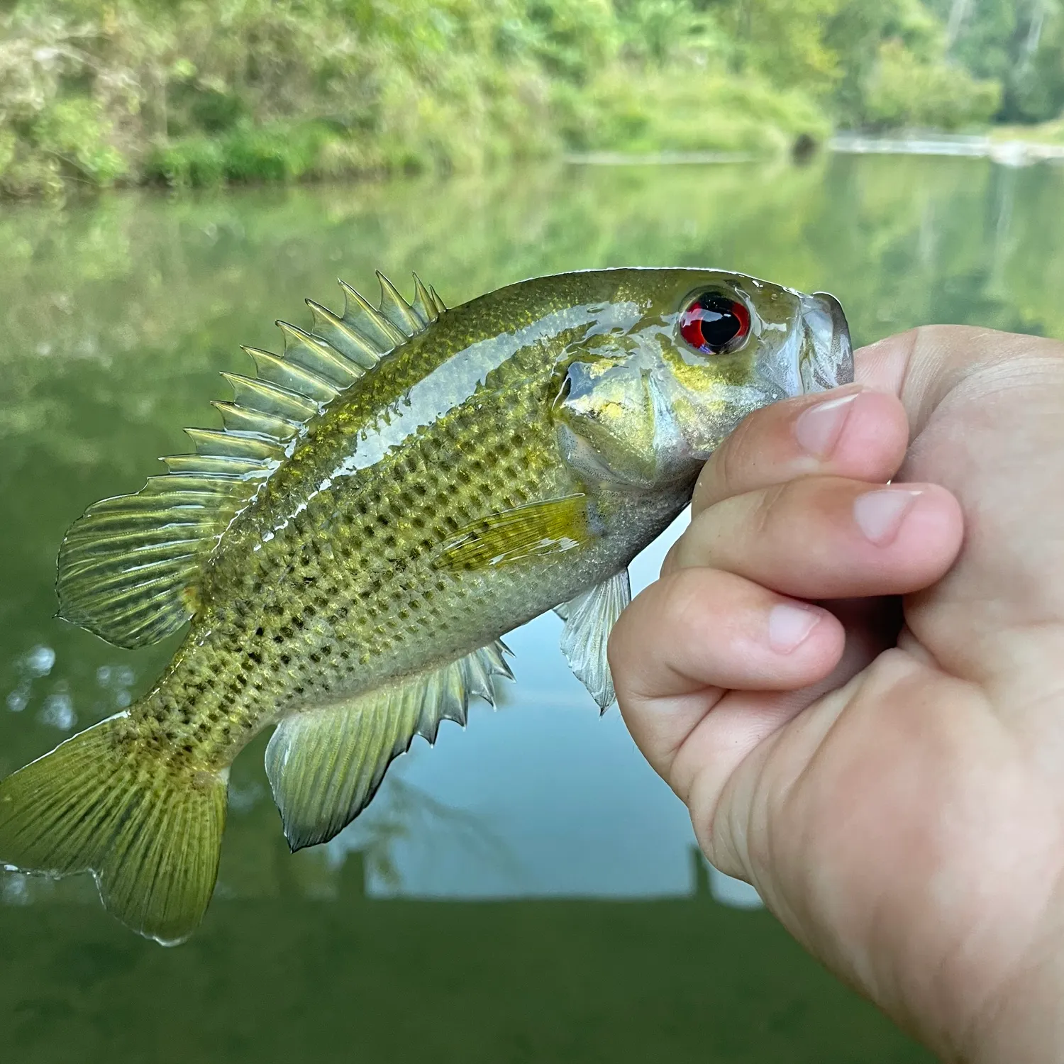 Rock bass caught on Fishbrain