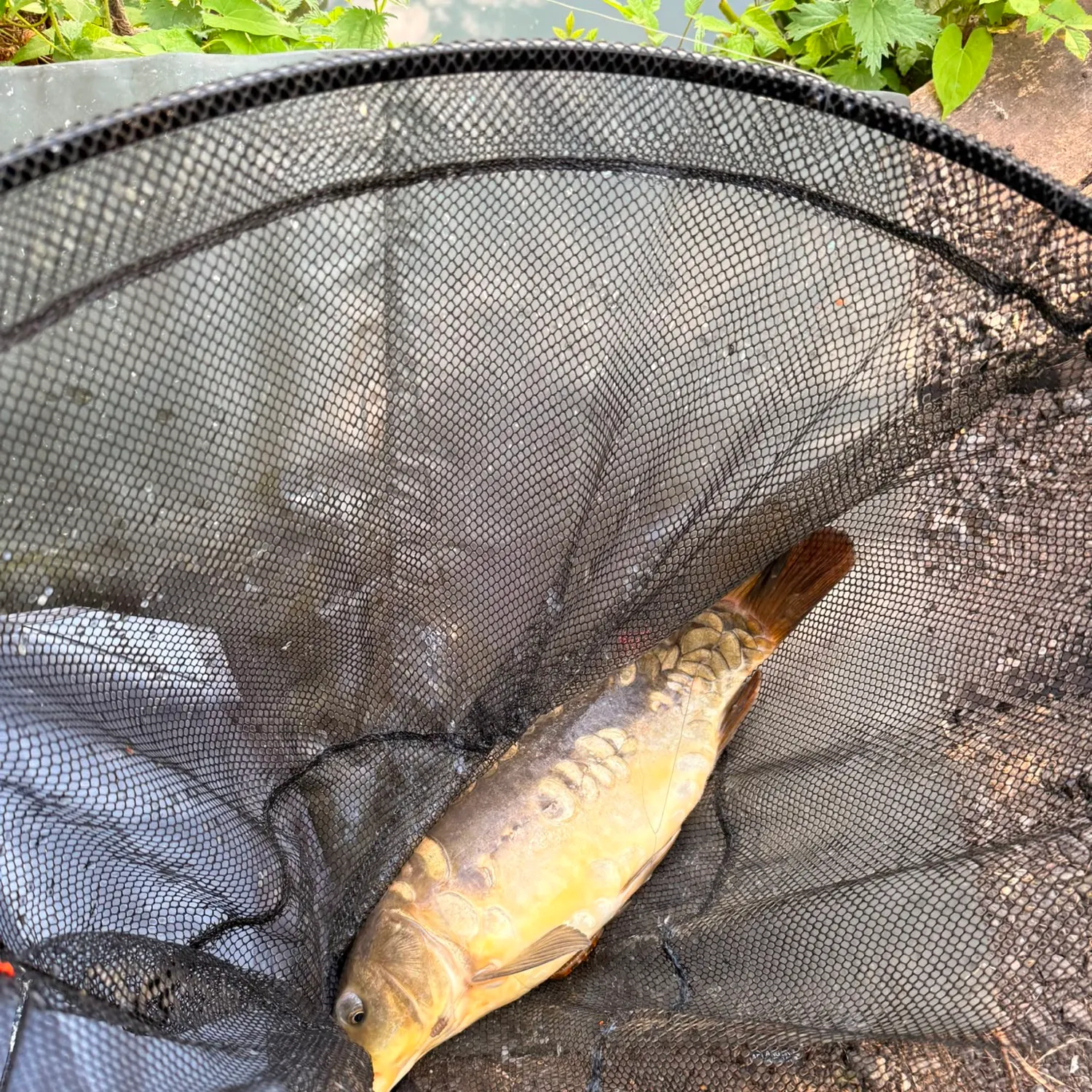 The most recent Mirror carp catches on Fishbrain