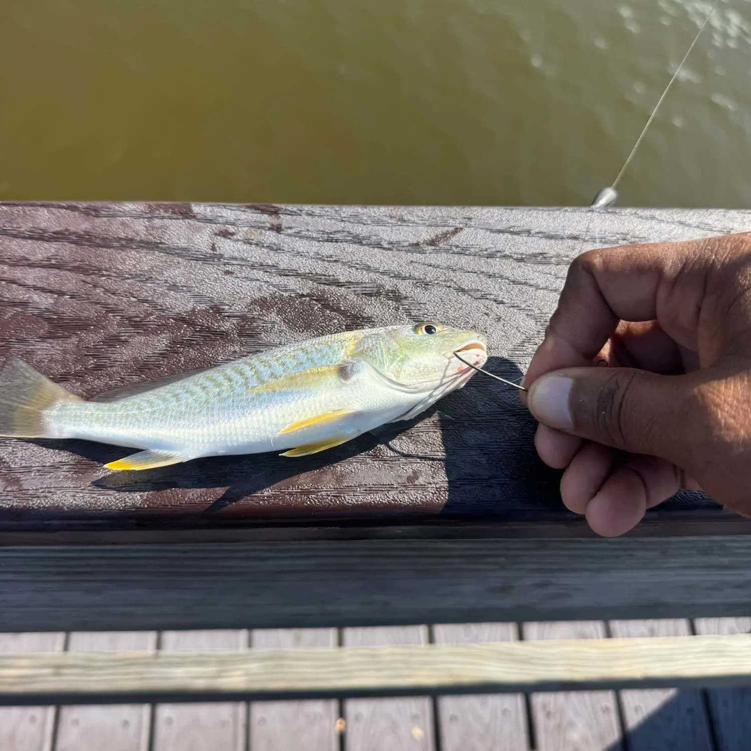 Atlantic croaker caught on Fishbrain