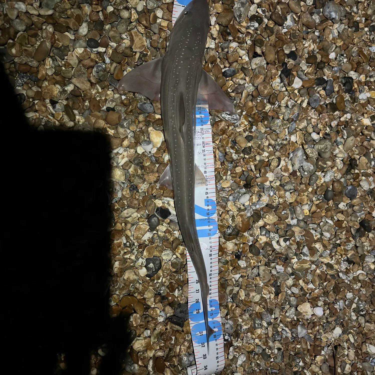 The most recent Starry smooth-hound catches on Fishbrain