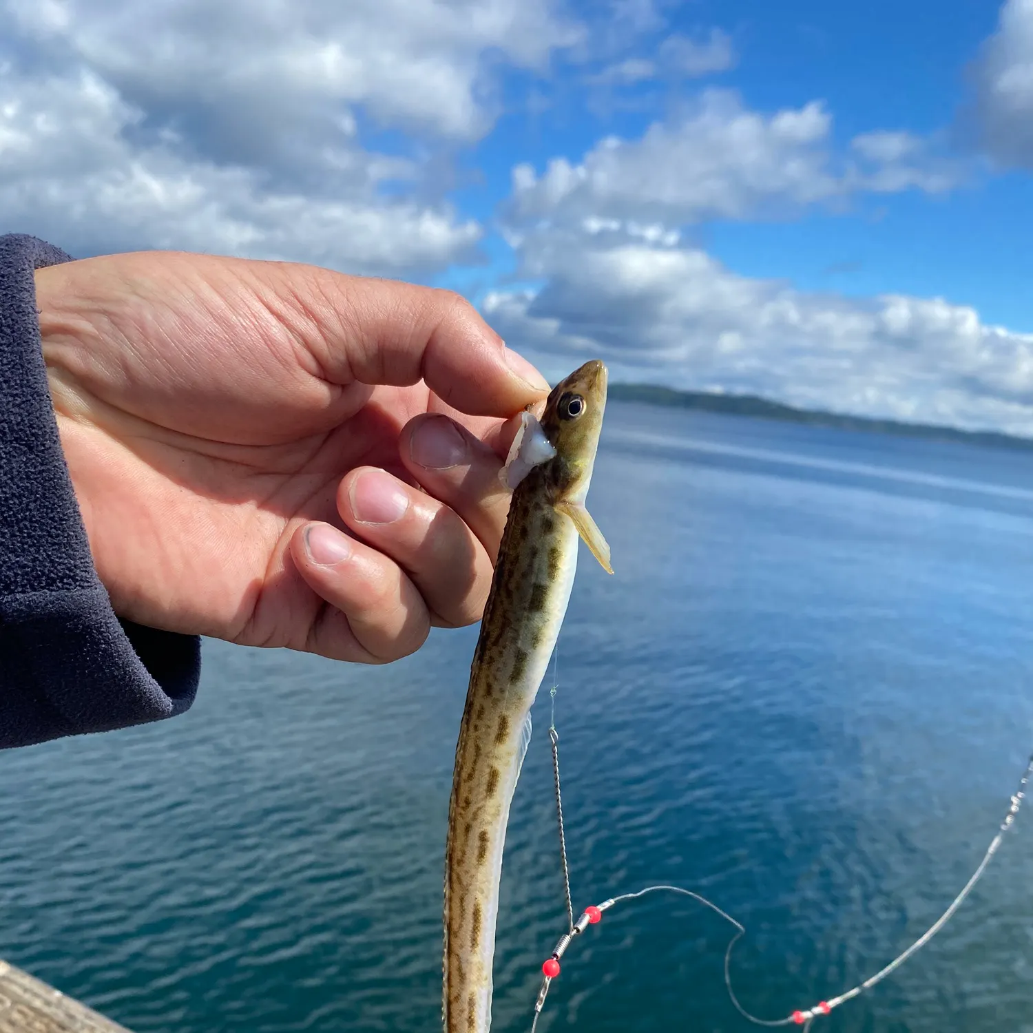 The most recent Pacific sand lance catches on Fishbrain