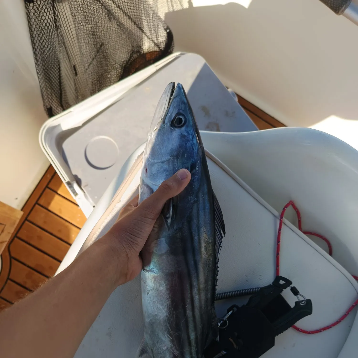Atlantic bonito caught on Fishbrain