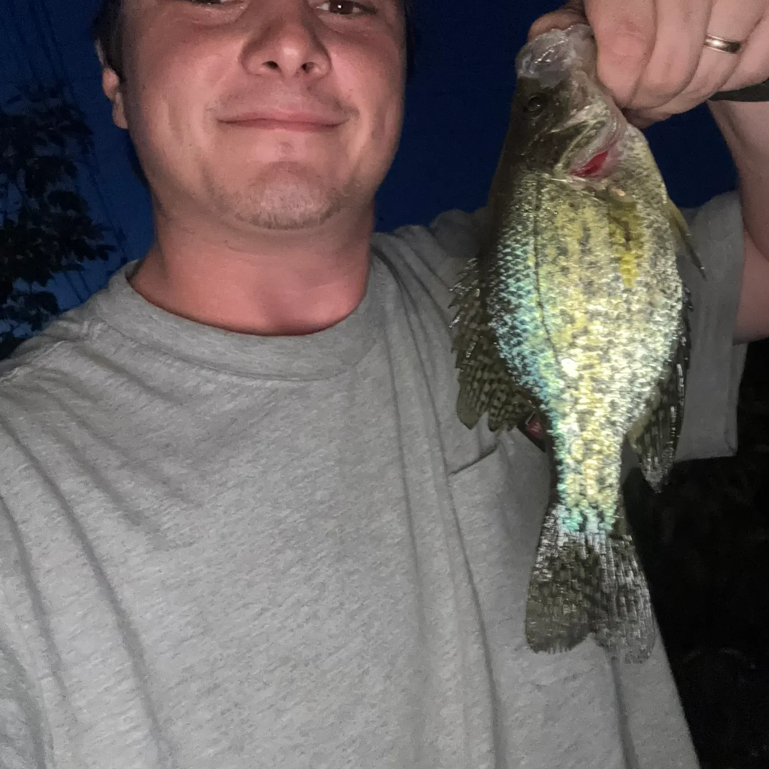 Black crappie caught on Fishbrain