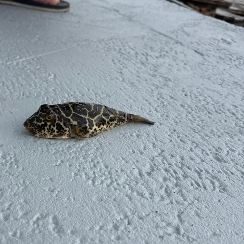 The most recent Checkered puffer catches on Fishbrain