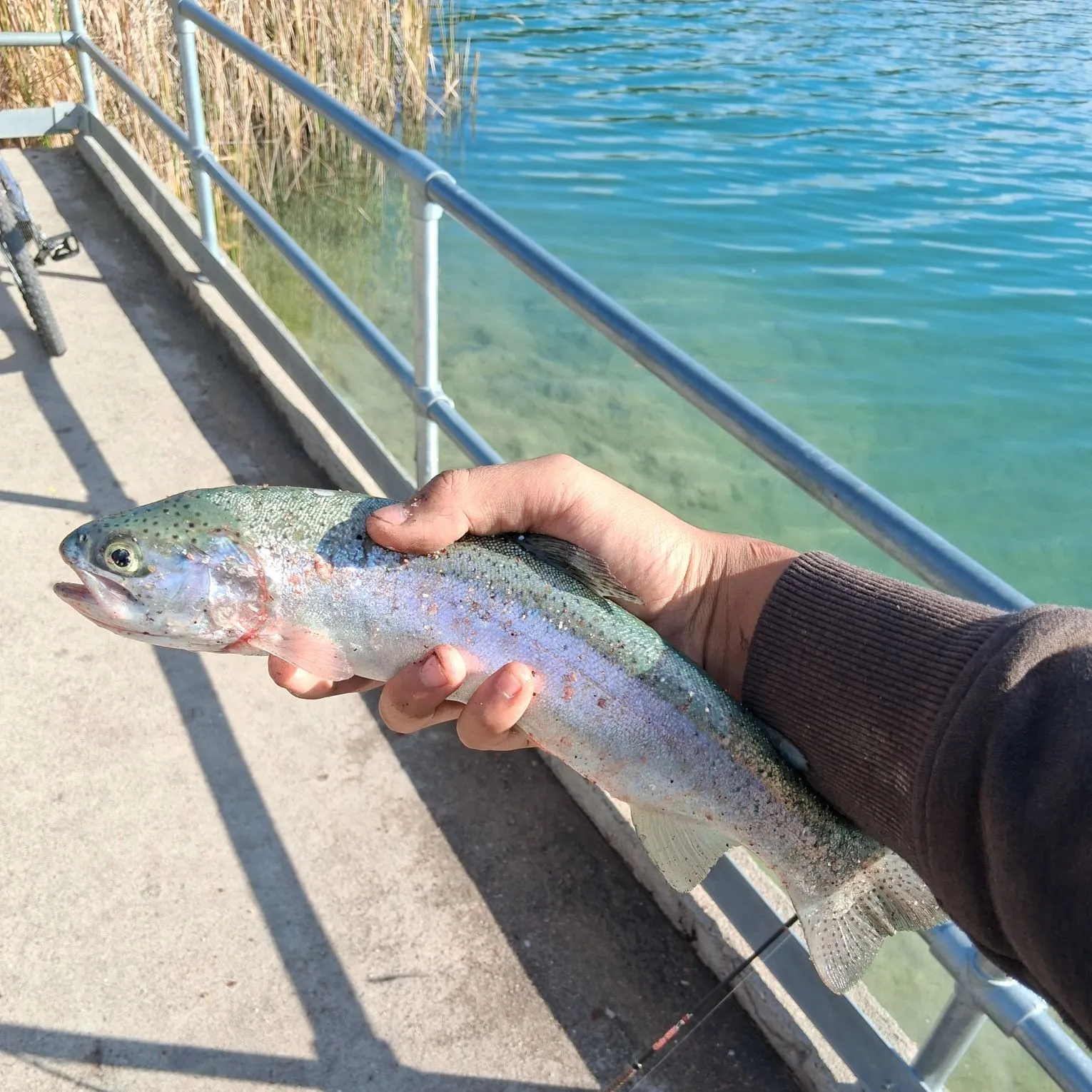 Rainbow trout caught on Fishbrain