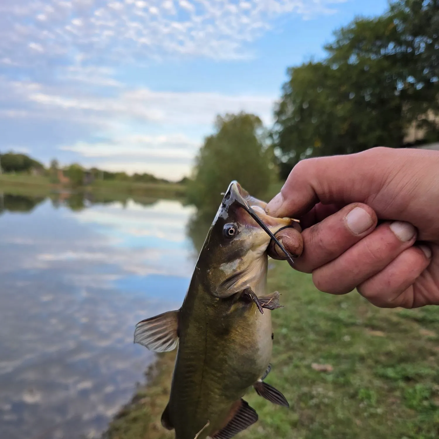 Black bullhead caught on Fishbrain