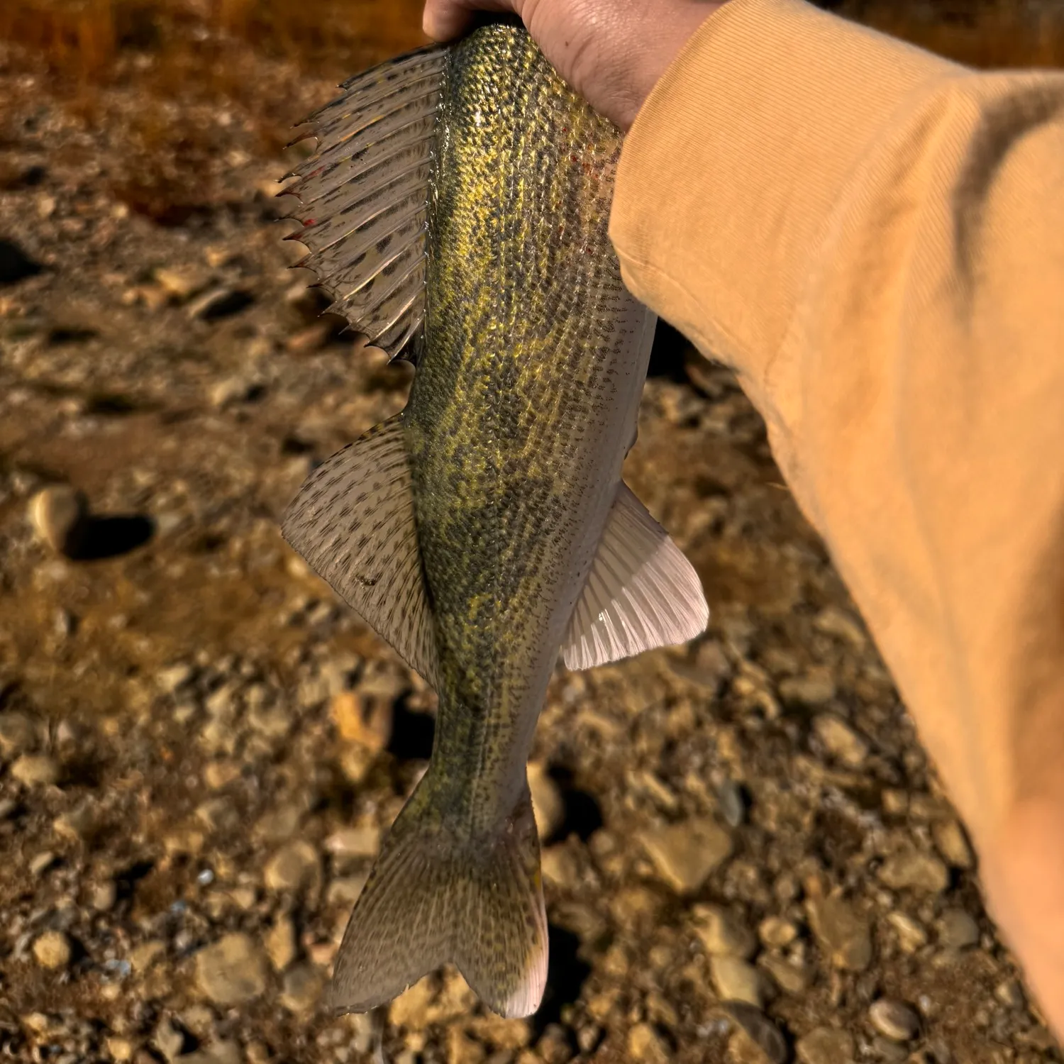 Saugeye caught on Fishbrain