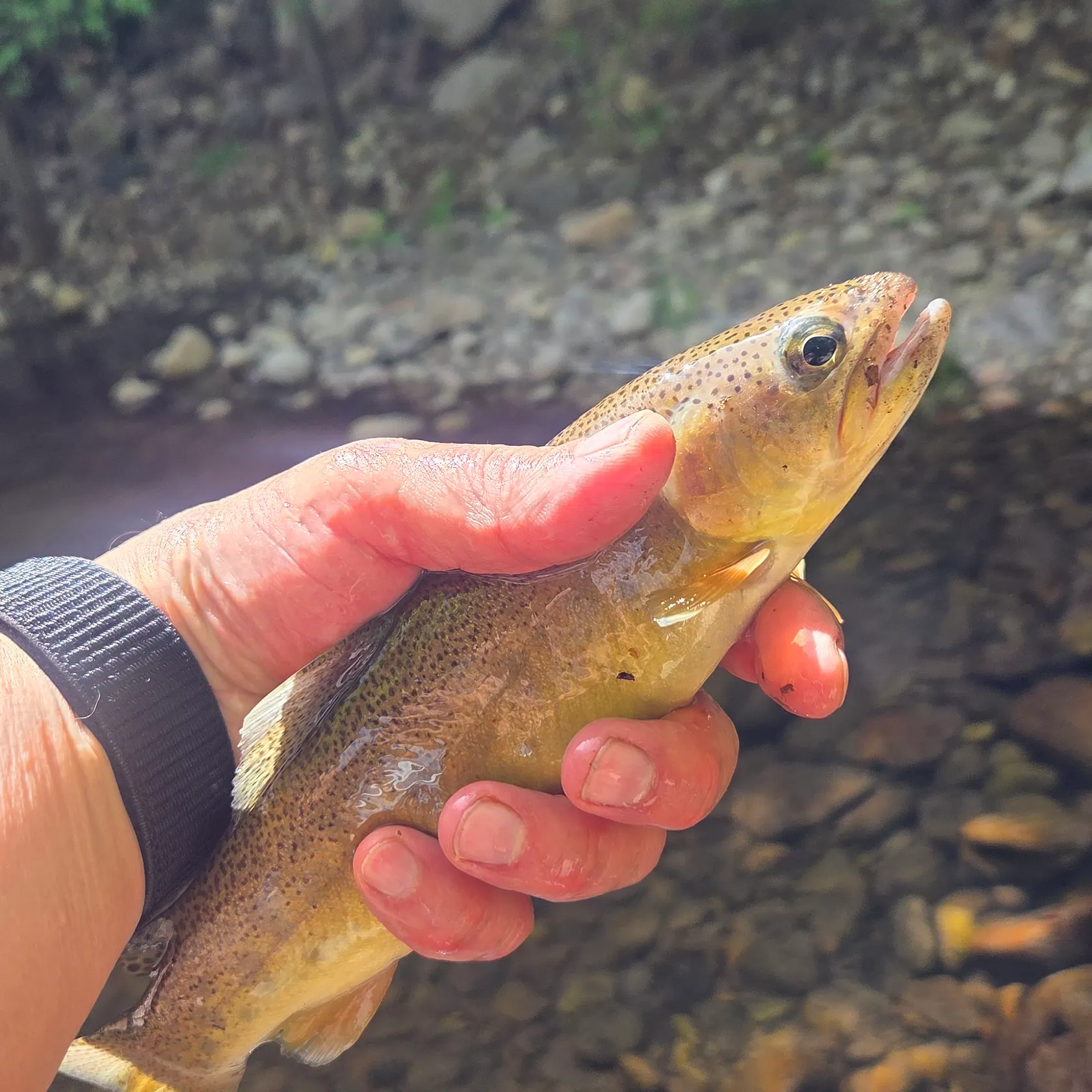 The most recent Gila trout catches on Fishbrain