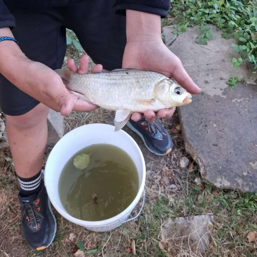 Common bream caught on Fishbrain