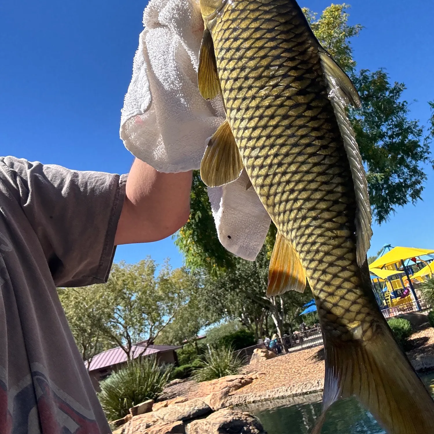 Common carp caught on Fishbrain