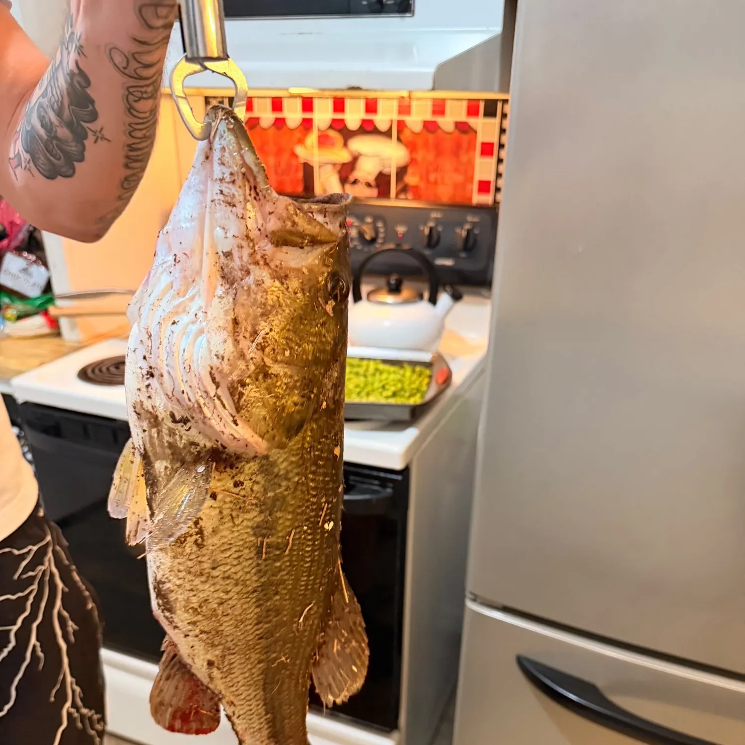 Largemouth bass caught on Fishbrain