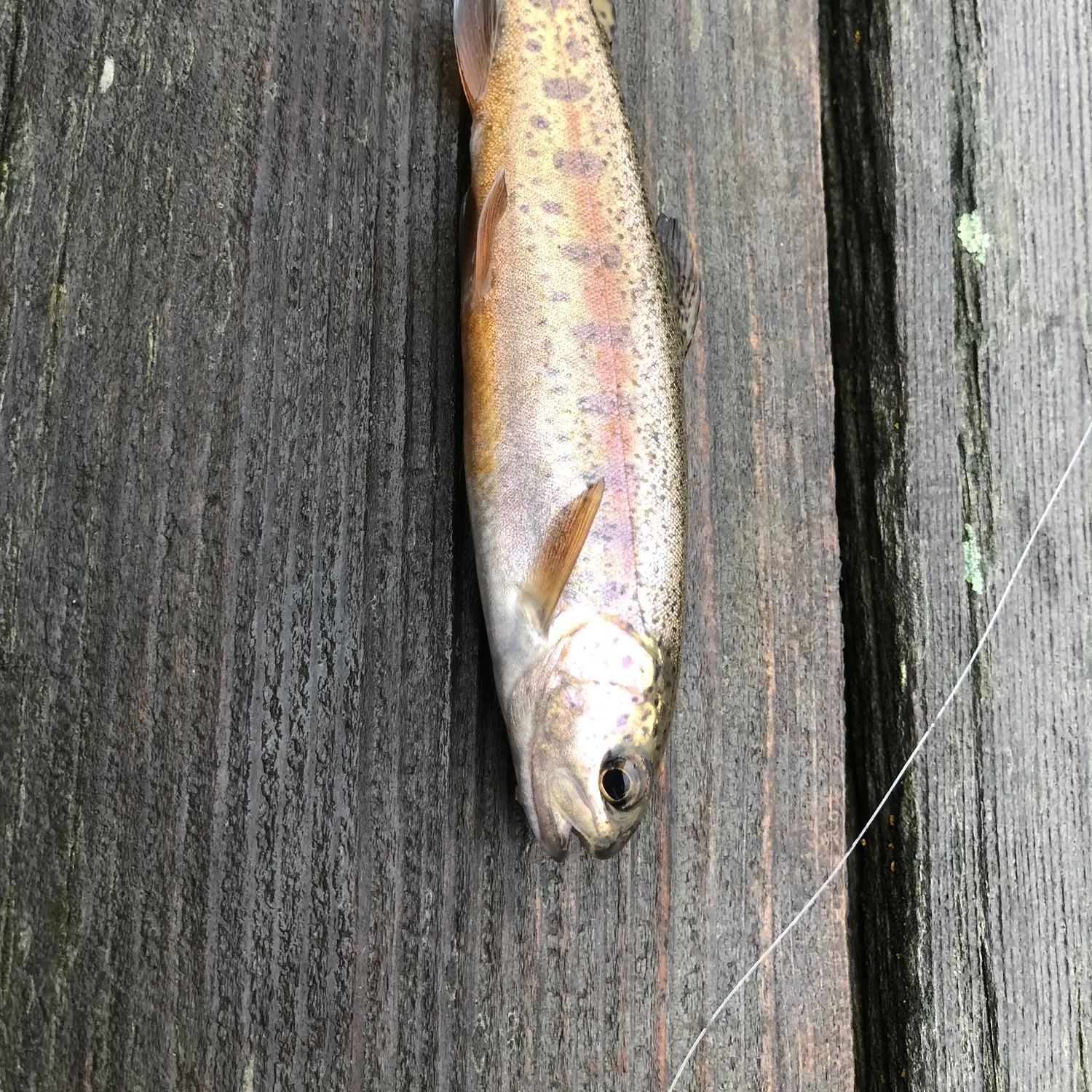The most recent Paiute cutthroat trout catches on Fishbrain
