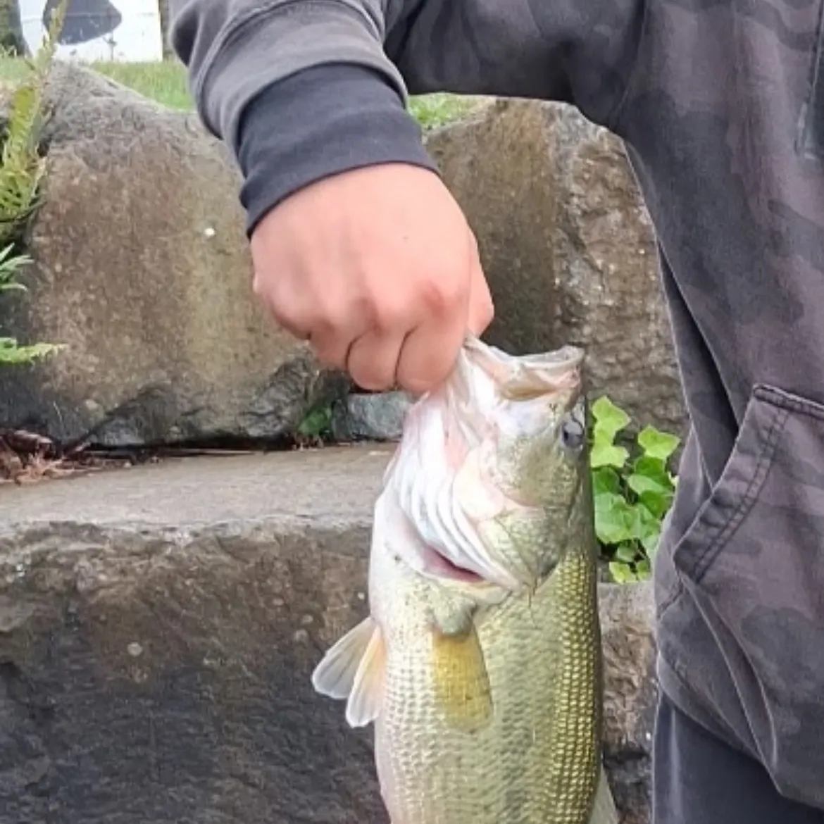 Largemouth bass caught on Fishbrain