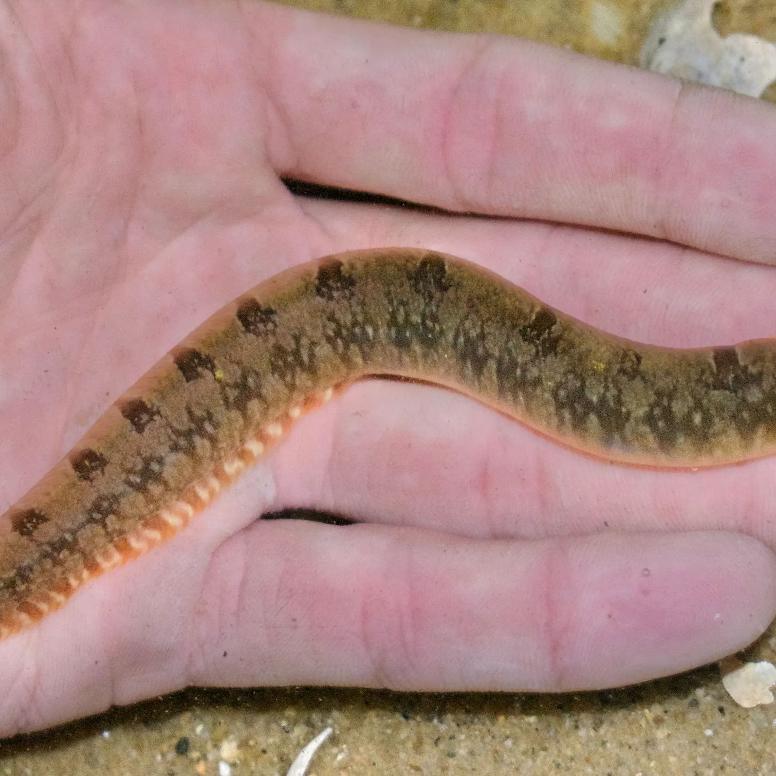The most recent Rock gunnel catches on Fishbrain