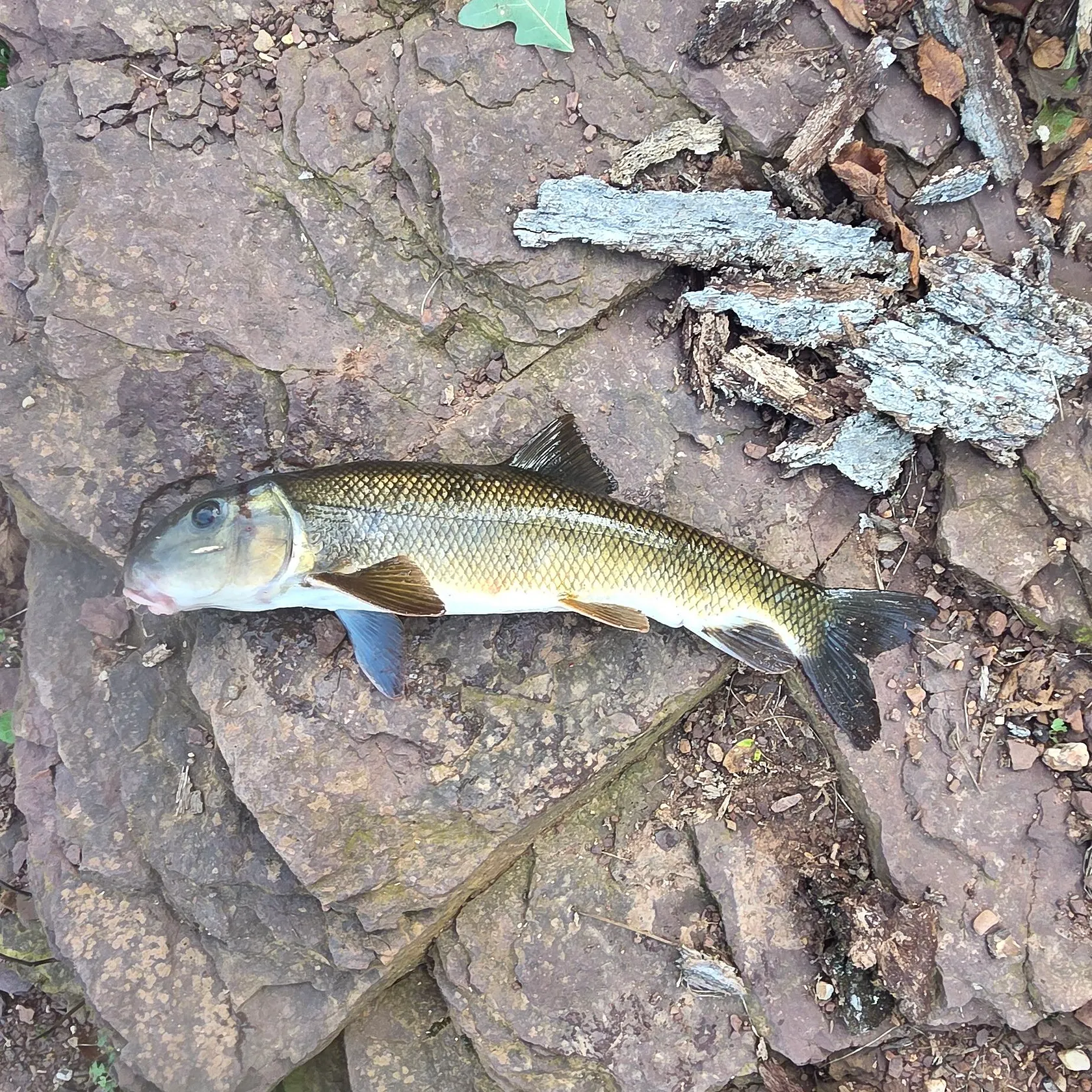 White sucker caught on Fishbrain