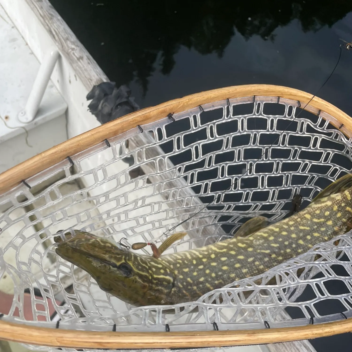 Northern pike caught on Fishbrain