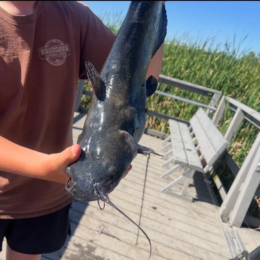 Channel catfish caught on Fishbrain