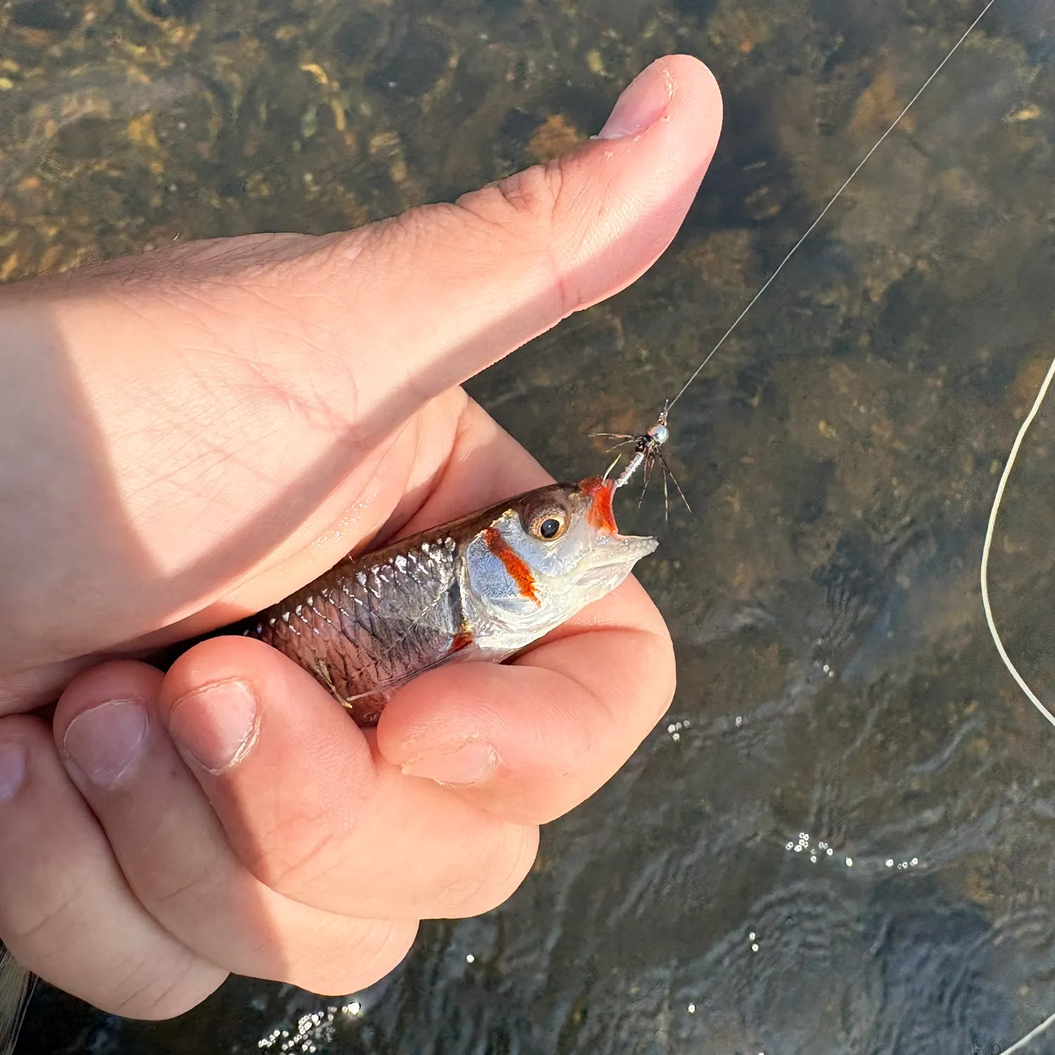 The most recent Warpaint shiner catches on Fishbrain