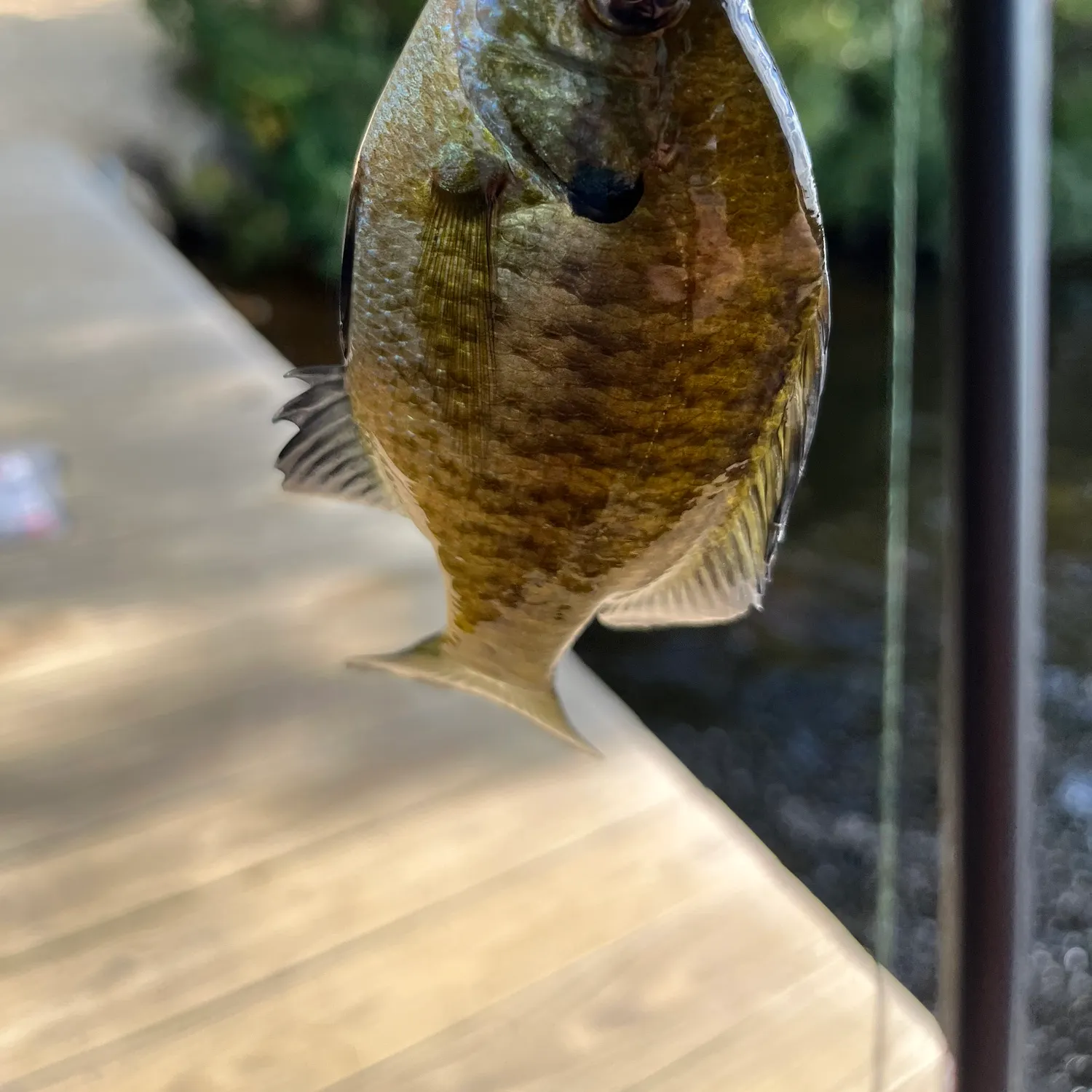 Bluegill caught on Fishbrain