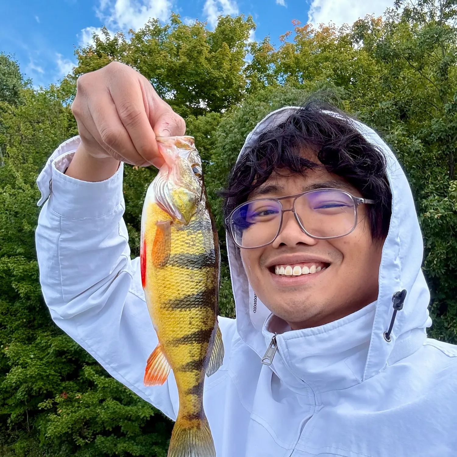 Yellow perch caught on Fishbrain