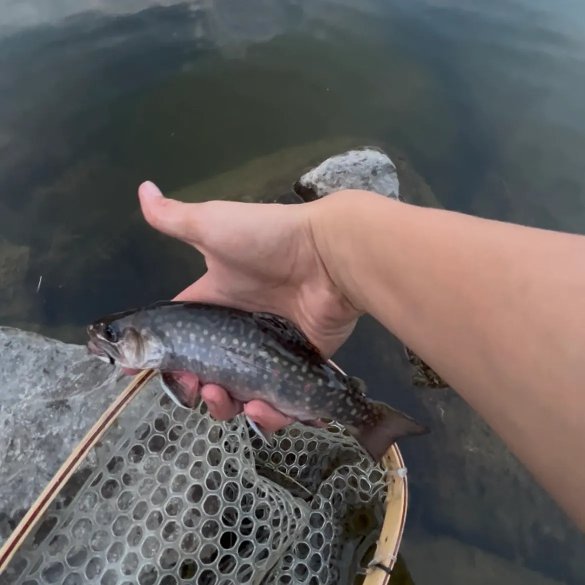Brook trout caught on Fishbrain