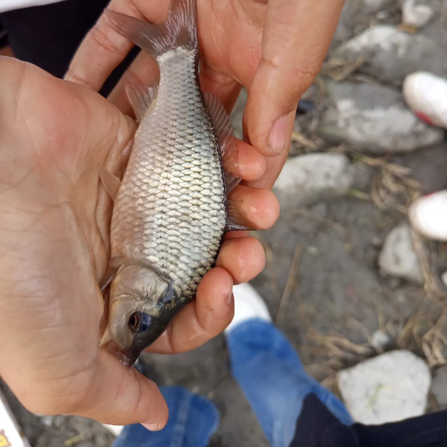 Common carp caught on Fishbrain