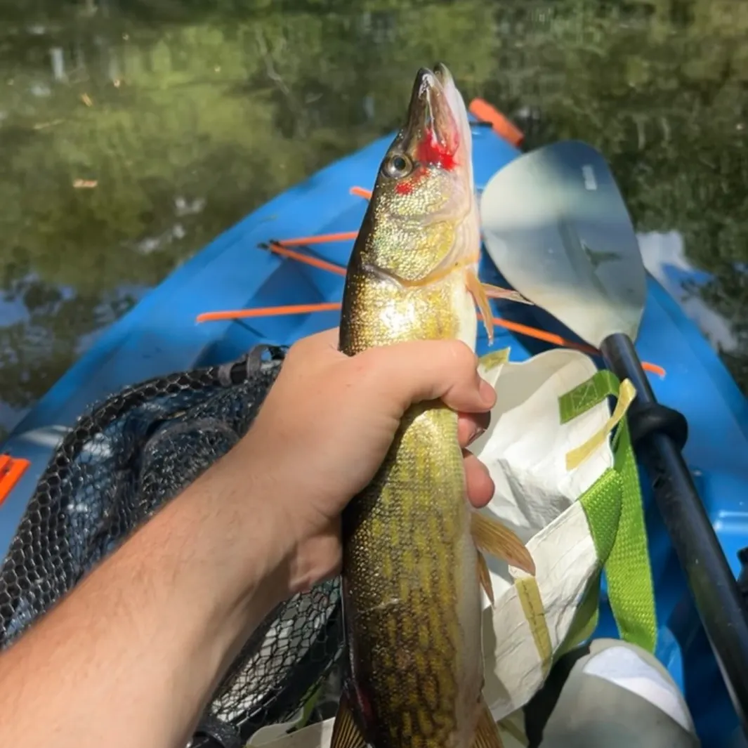 The most recent Chain pickerel catches on Fishbrain