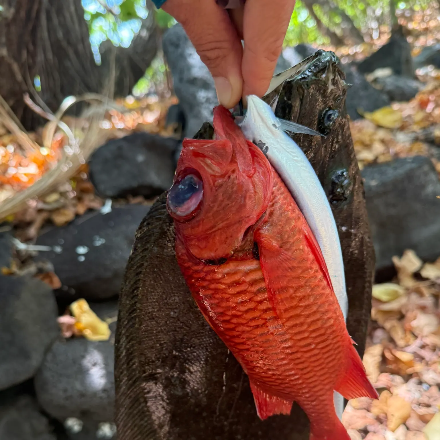 The most recent Winter flounder catches on Fishbrain