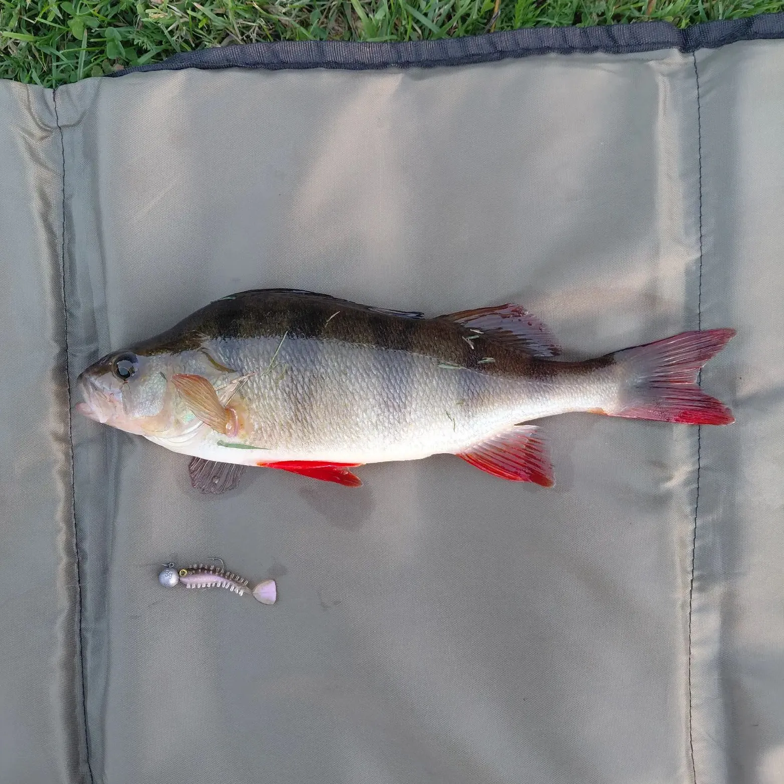 European perch caught on Fishbrain