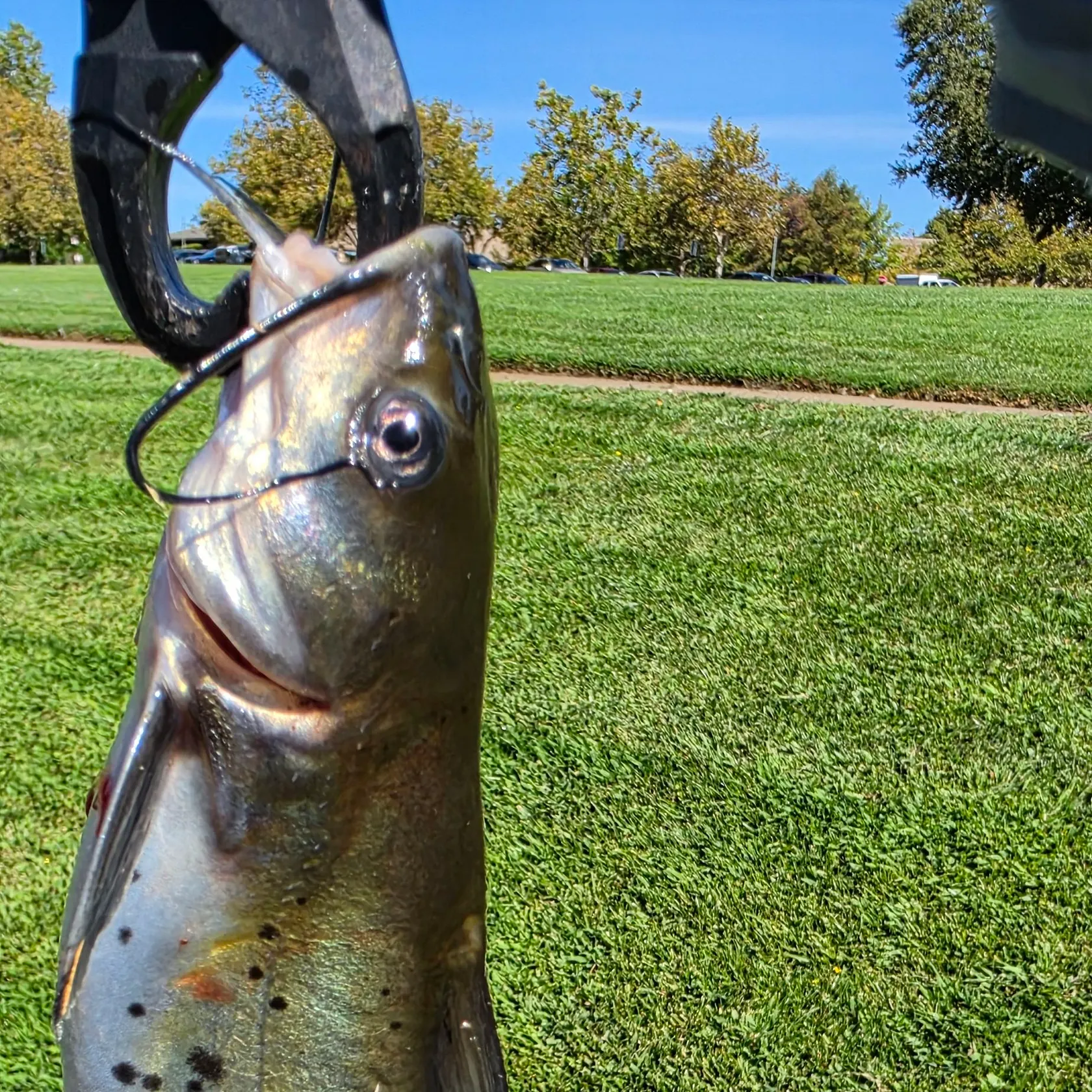 Channel catfish caught on Fishbrain