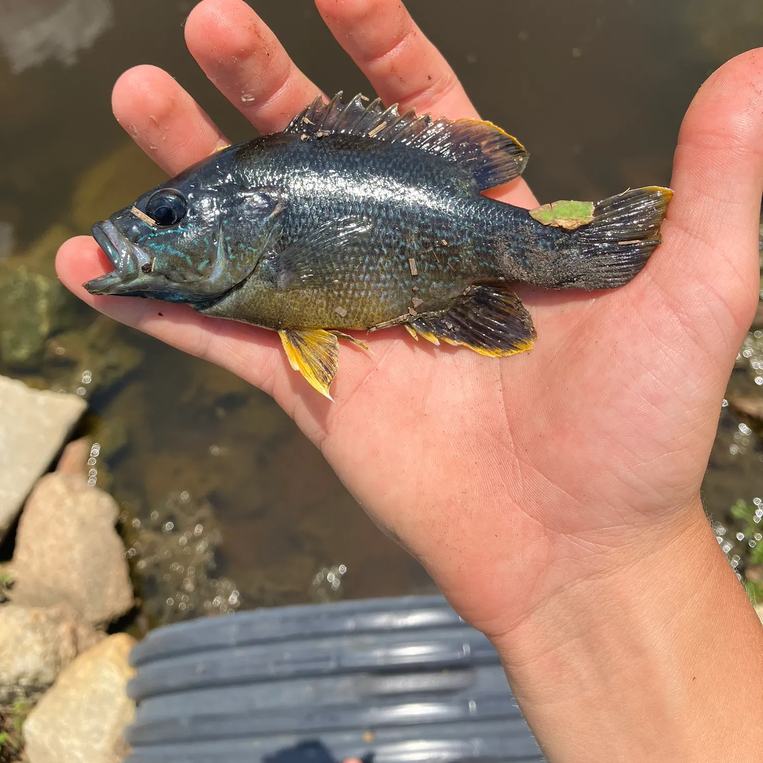 catch
