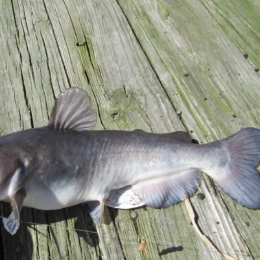 The most recent Blue catfish catches on Fishbrain