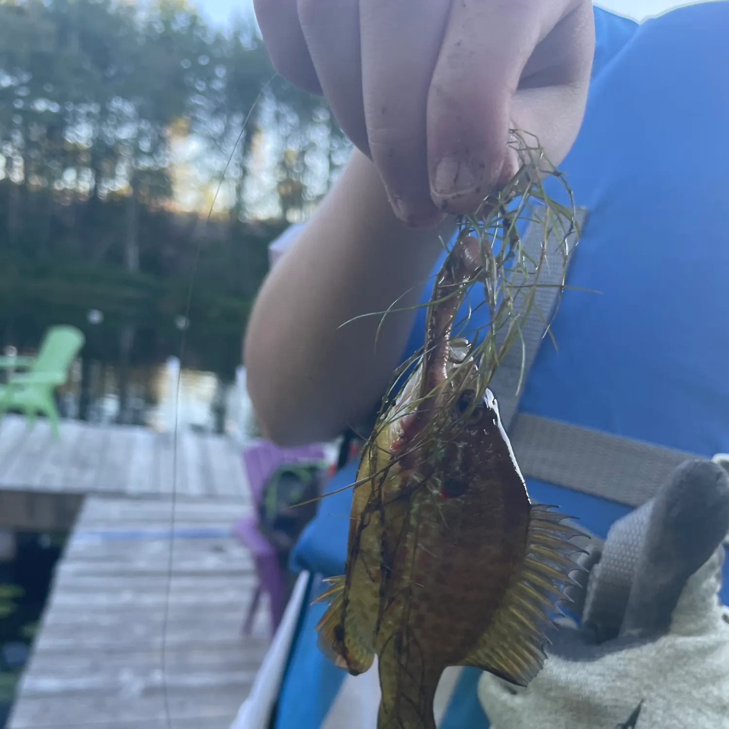 Pumpkinseed caught on Fishbrain